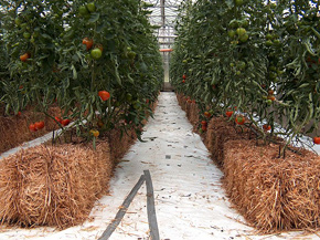 томаты, выращиваемые гидропонно в стогах сена