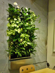 . : plantsonwalls.com