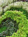 American Cancer Society Hope Lodge Living Wall. Фото: capitolgreenroofs.groupsite.com