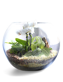Флорариум-орхидариум (сад в бутылке)